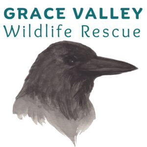Donate to our Animal Emergency Response Service
