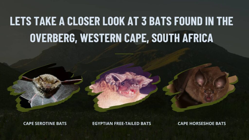 Lets take a look at 3 bats found in the Overberg: Cape Serotine bats, Egyptian Free-Tailed Bats, and the Cape Horseshoe Bat